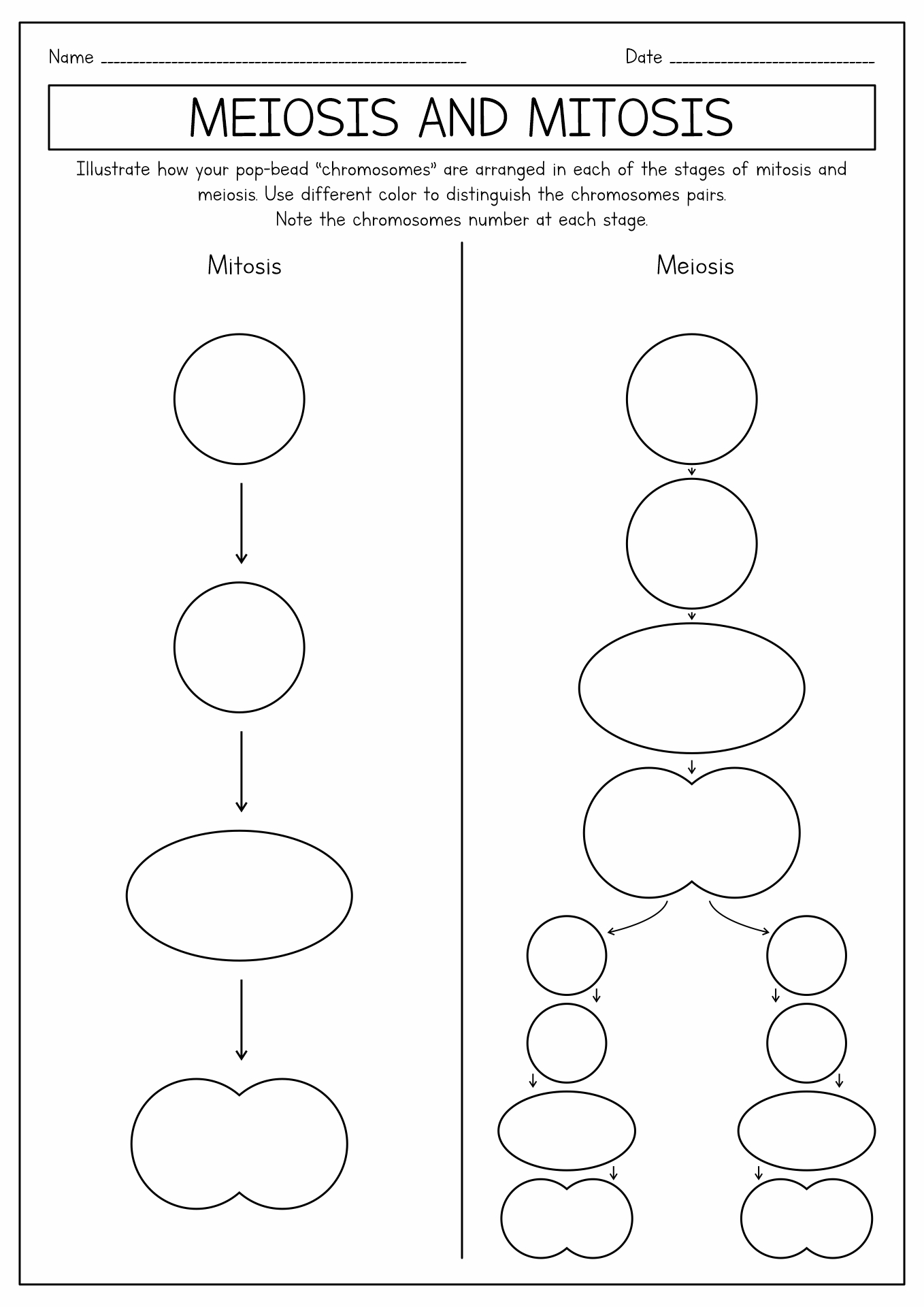 5 Simple Steps to Mastering Meiosis with Coloring