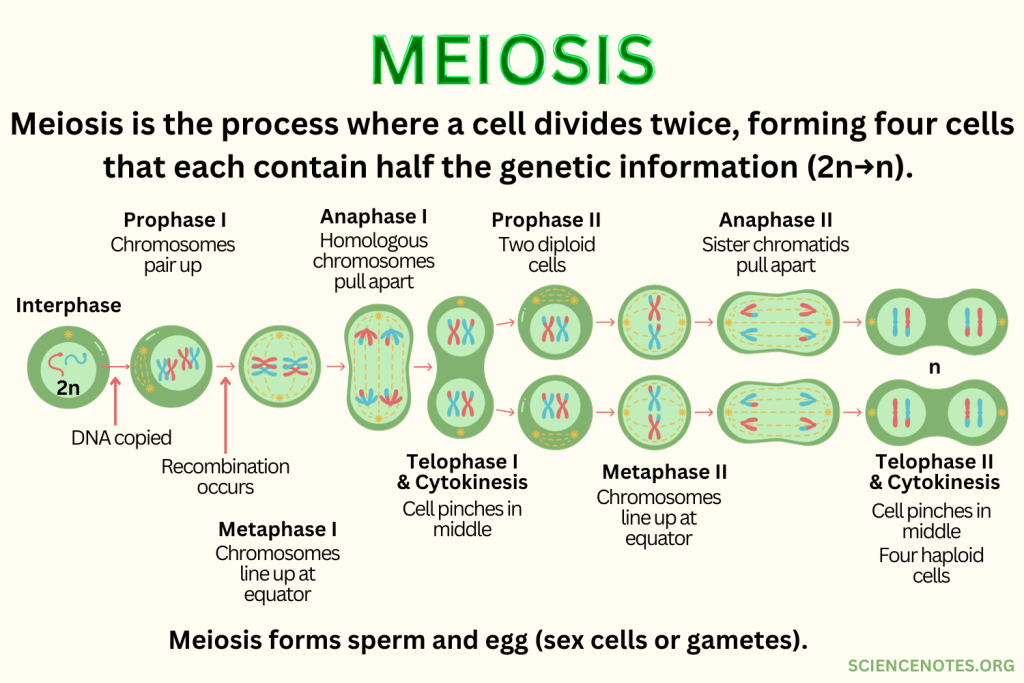 Meiosis Definition Stages Amp Purpose With Diagram