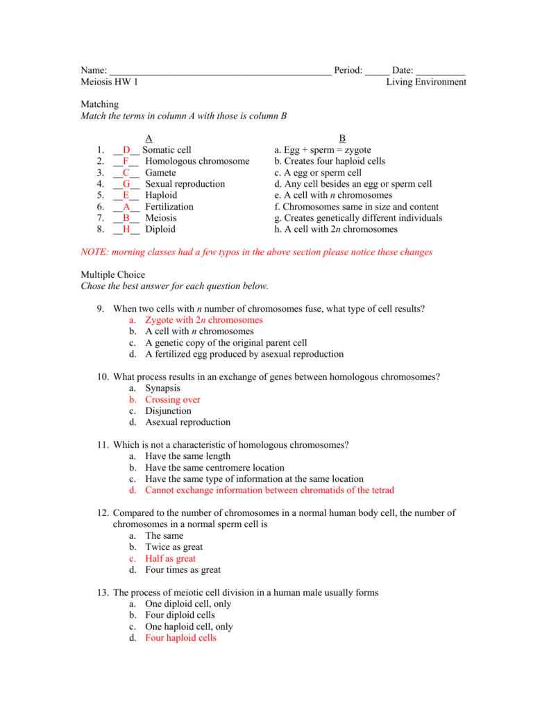 Meiosis Matching Worksheet Answer Key E Street Light