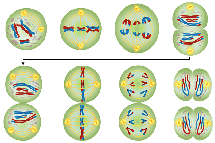 Meiosis Worksheet Homework Meiosis In This Worksheet You Will