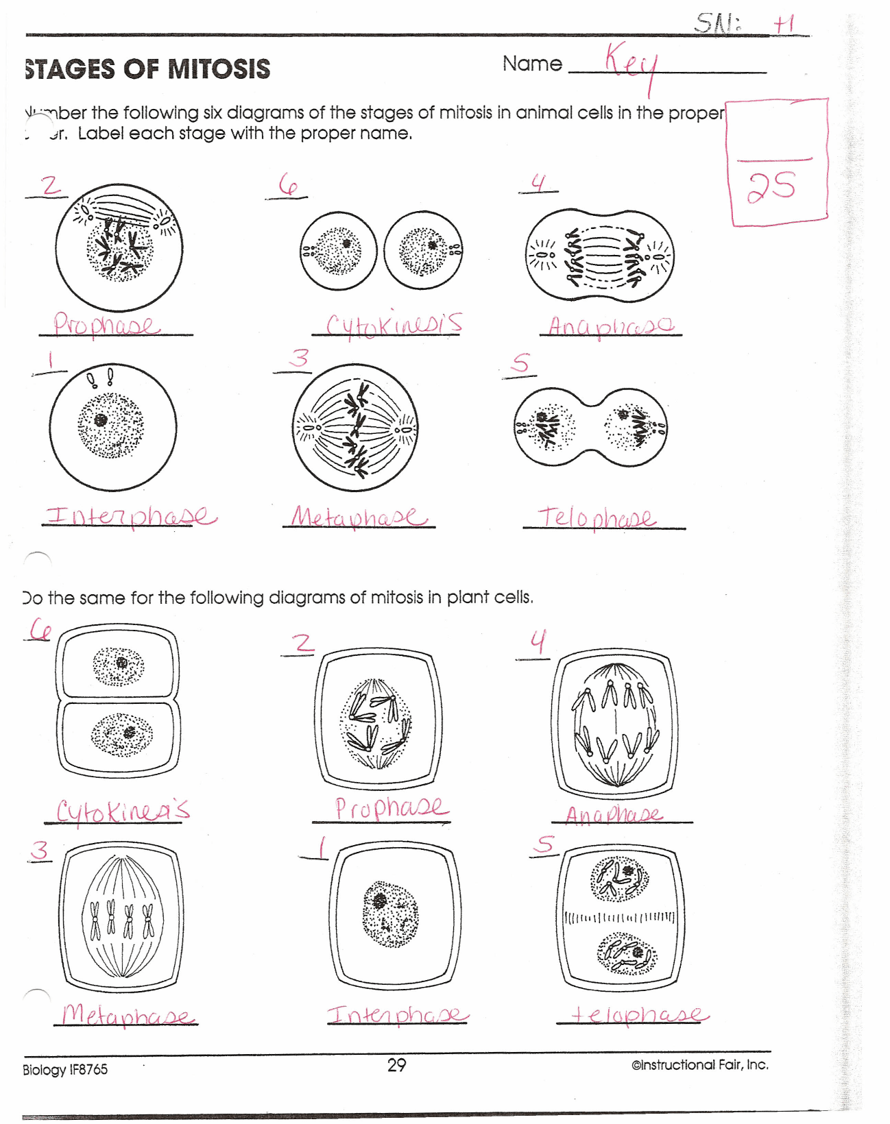 Meiosis Worksheet Key