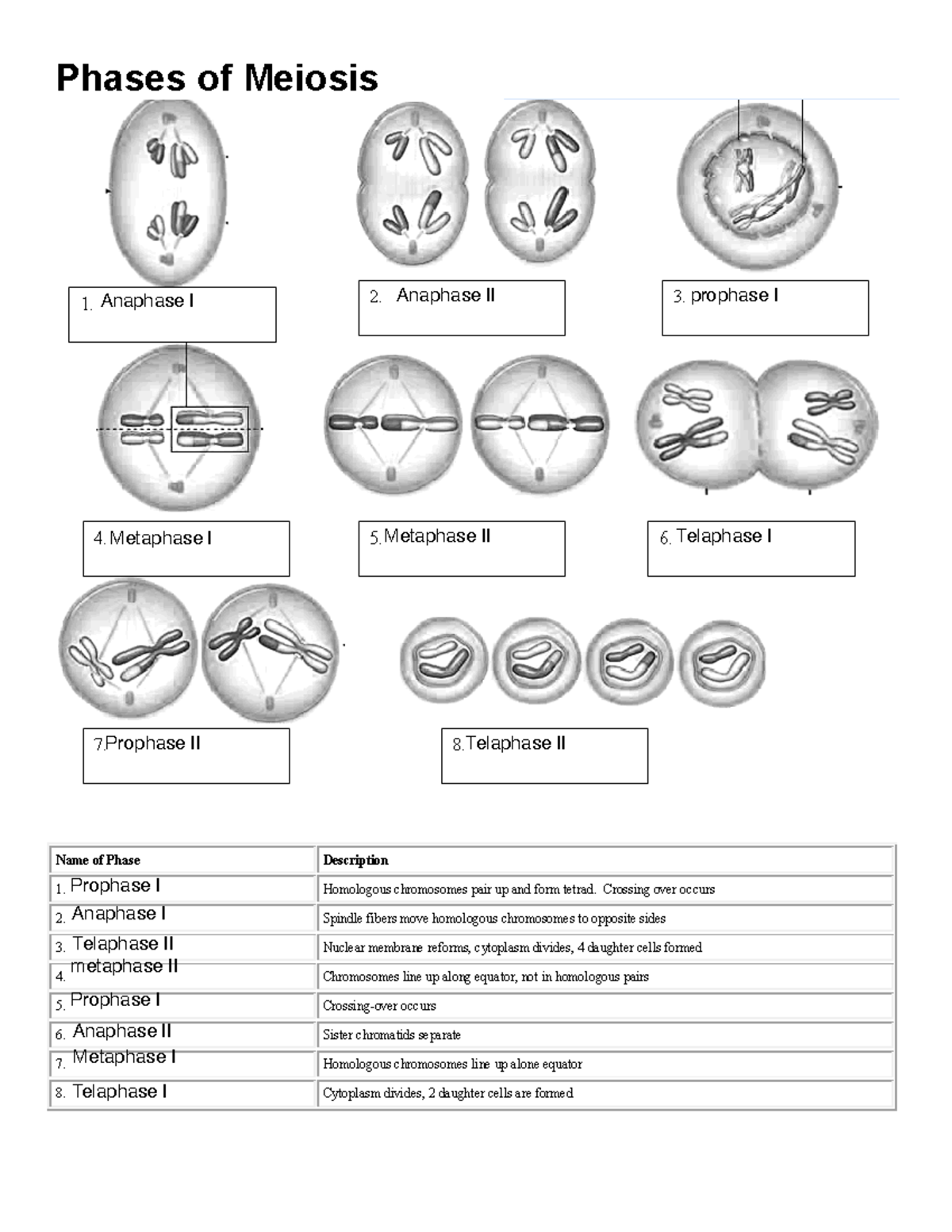 Meiosis Worksheets Answer Key