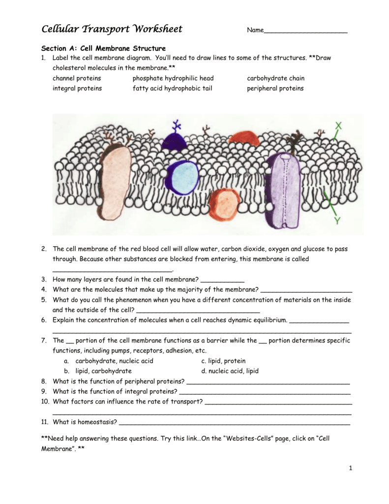 7 Tips to Master Membrane Structure and Function