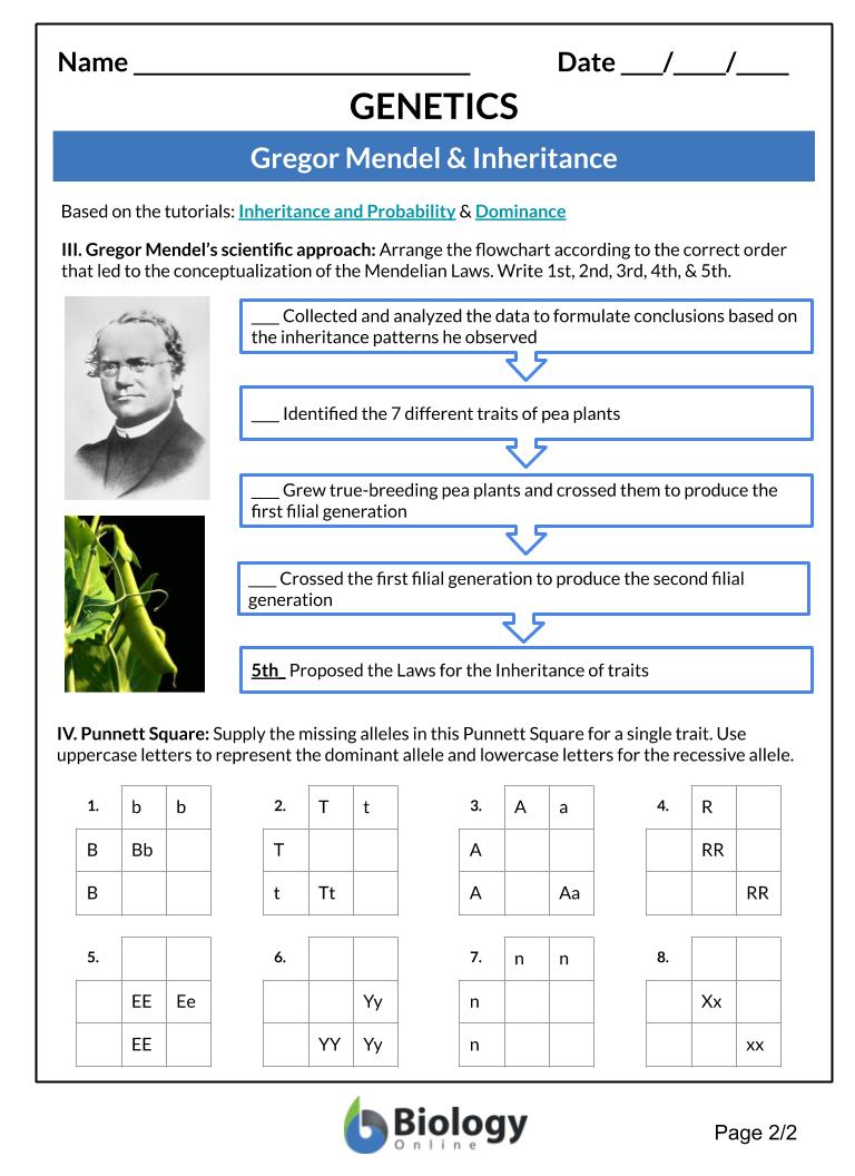 Mendel And Basic Genetics Packet Ws Answers Traveling In The Dieng