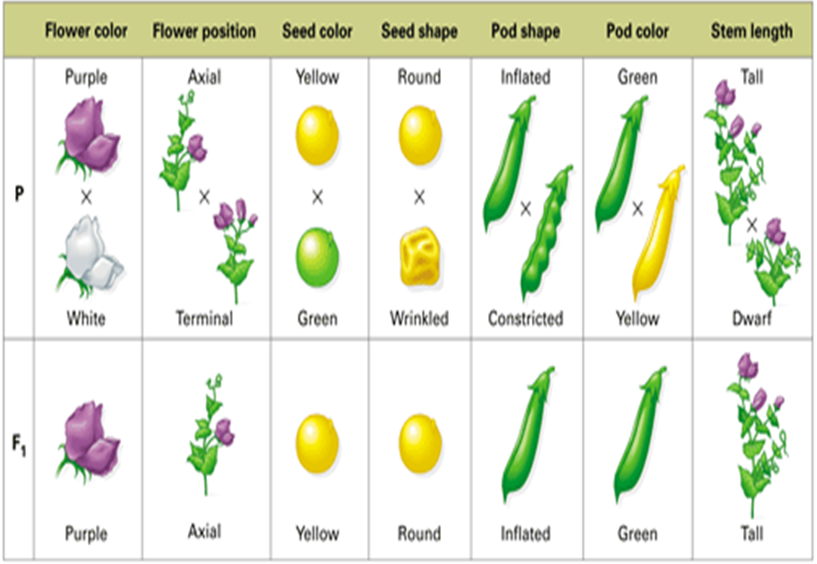 Mendel S Pea Plant Experiments Worksheet Answers