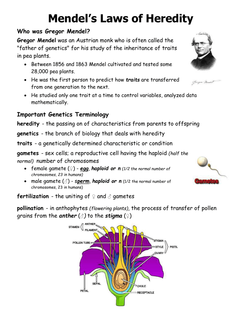 Mendel S Work Worksheet Answer Key Teded How Mendel S Pea Plants