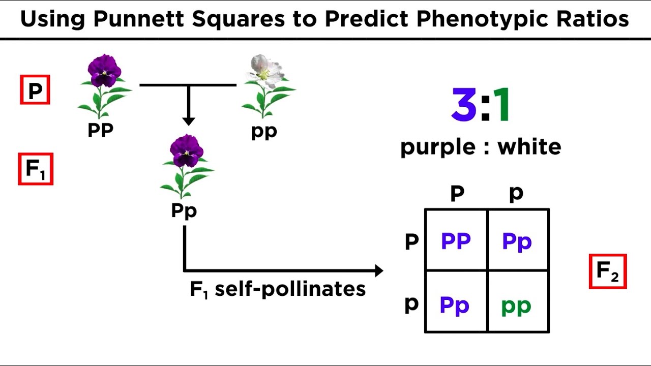 Mendelian Genetics And Punnett Squares Youtube