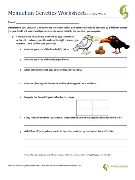 Mendelian Genetics Genotypes Worksheet