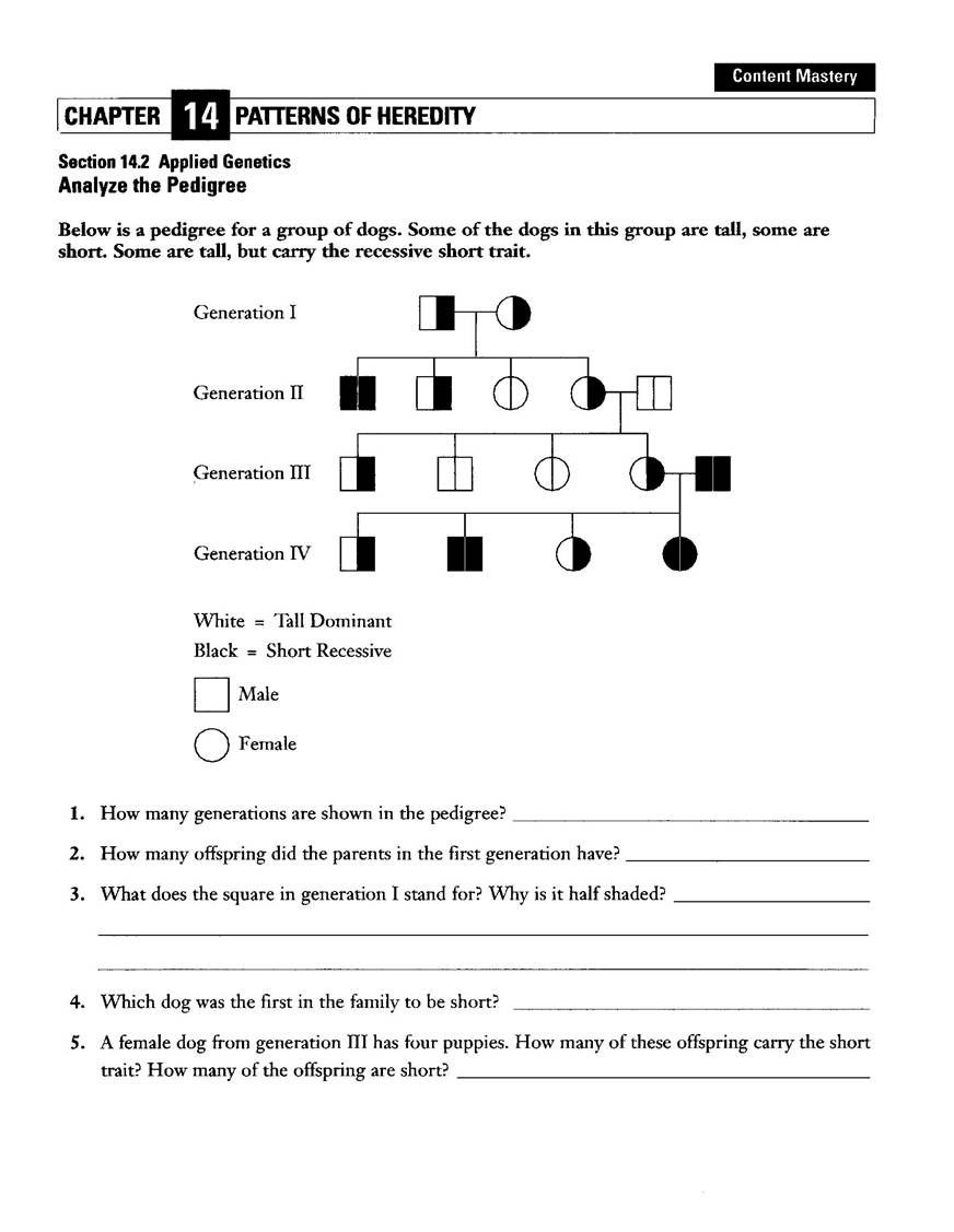 Mendelian Inheritance Worksheet Answer Key Docx Pdf Mendelian