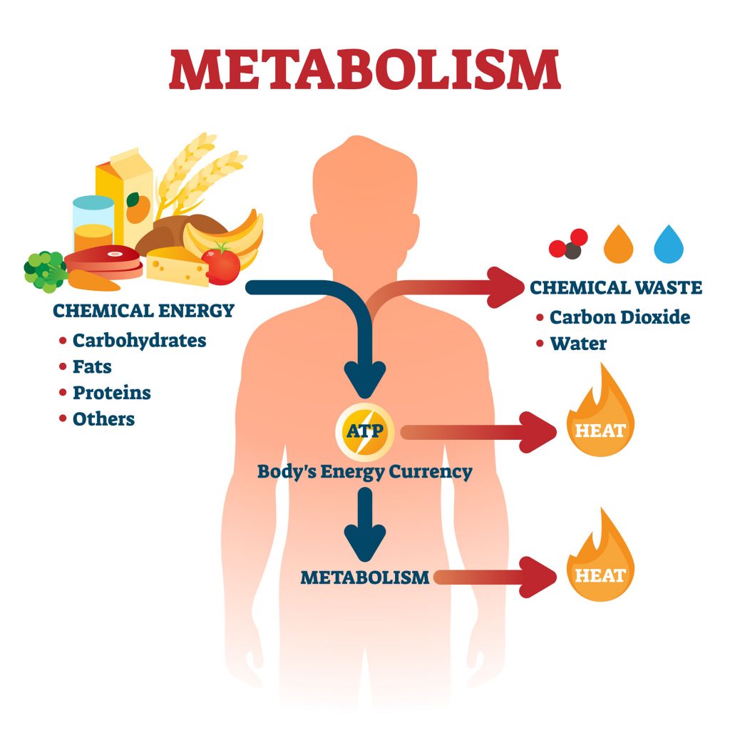 Metabolism Worksheet 1 1 Metabolism Worksheet Please Fill In The Following Table With Detail