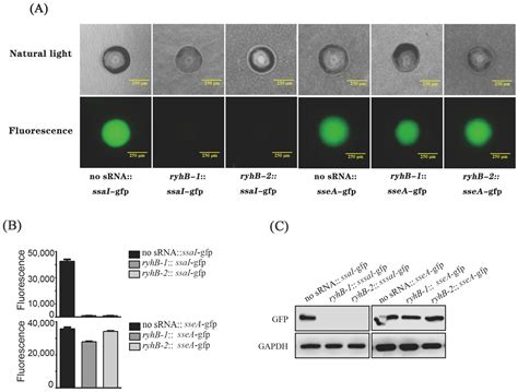 Microorganisms Free Full Text Ryhb Paralogs Downregulate The Expressions Of Multiple