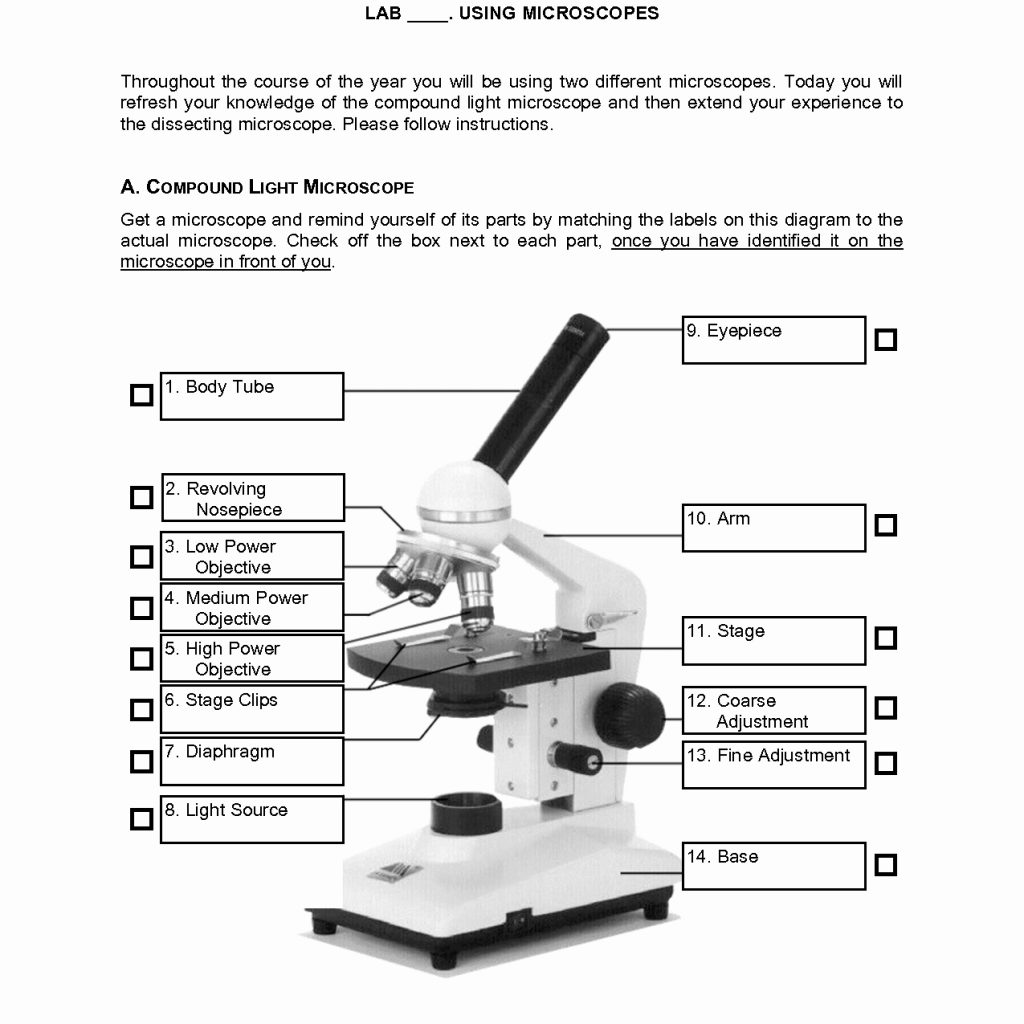 Microscope Worksheet Answers: Master Your Skills Now