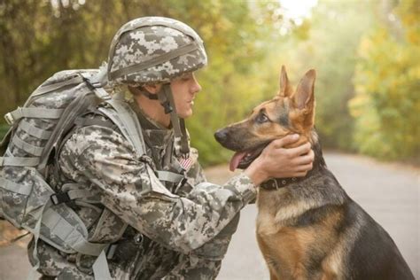 Military Dog Boarding These Groups Help Take Care Of Your Pup Dogster