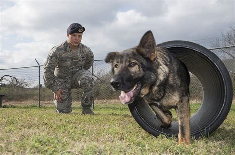 Miss America Gets Bit By Military Working Dog Joint Base San Antonio News