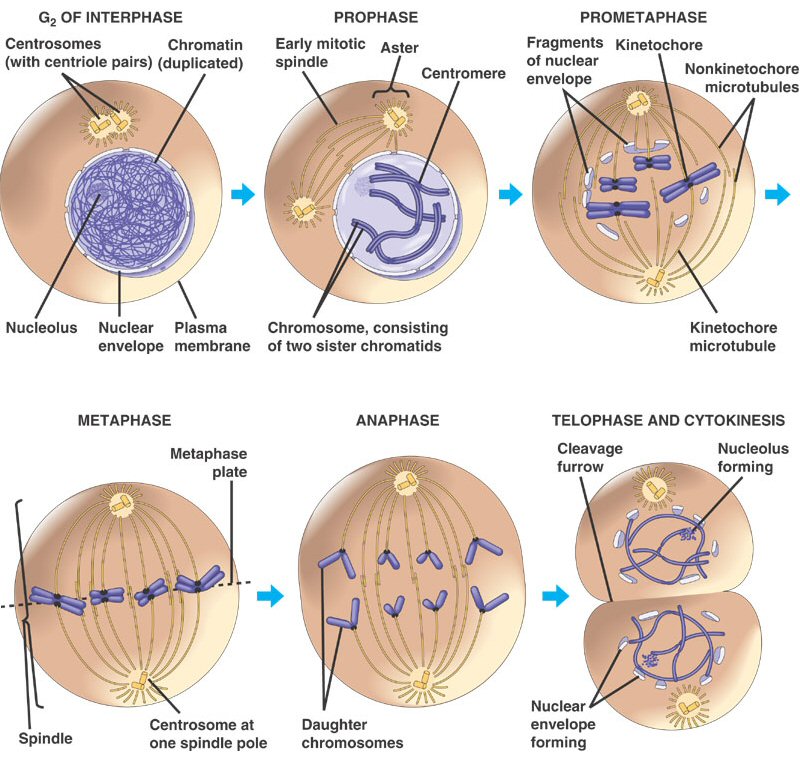 Mitosis And Meiosis Stages