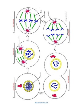 Mitosis Coloring Key By Biologycorner Tpt