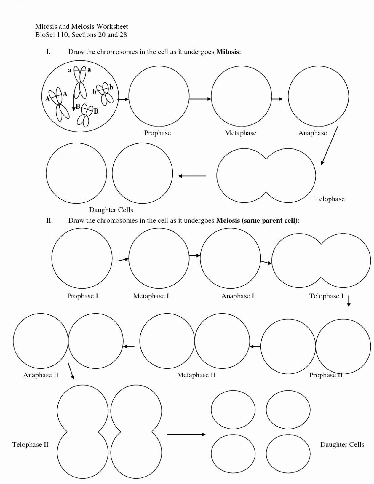 Mitosis Meiosis Comparison Worksheet Mitosis And Meiosis Mcat Cheat