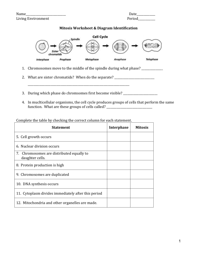 Master Mitosis: Free Review Worksheet for Students