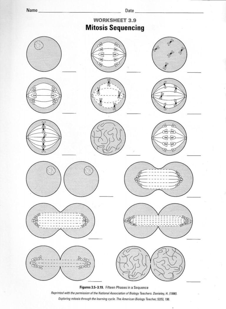 Mitosis Sequencing Worksheet 3 9 Answer Key Prntbl