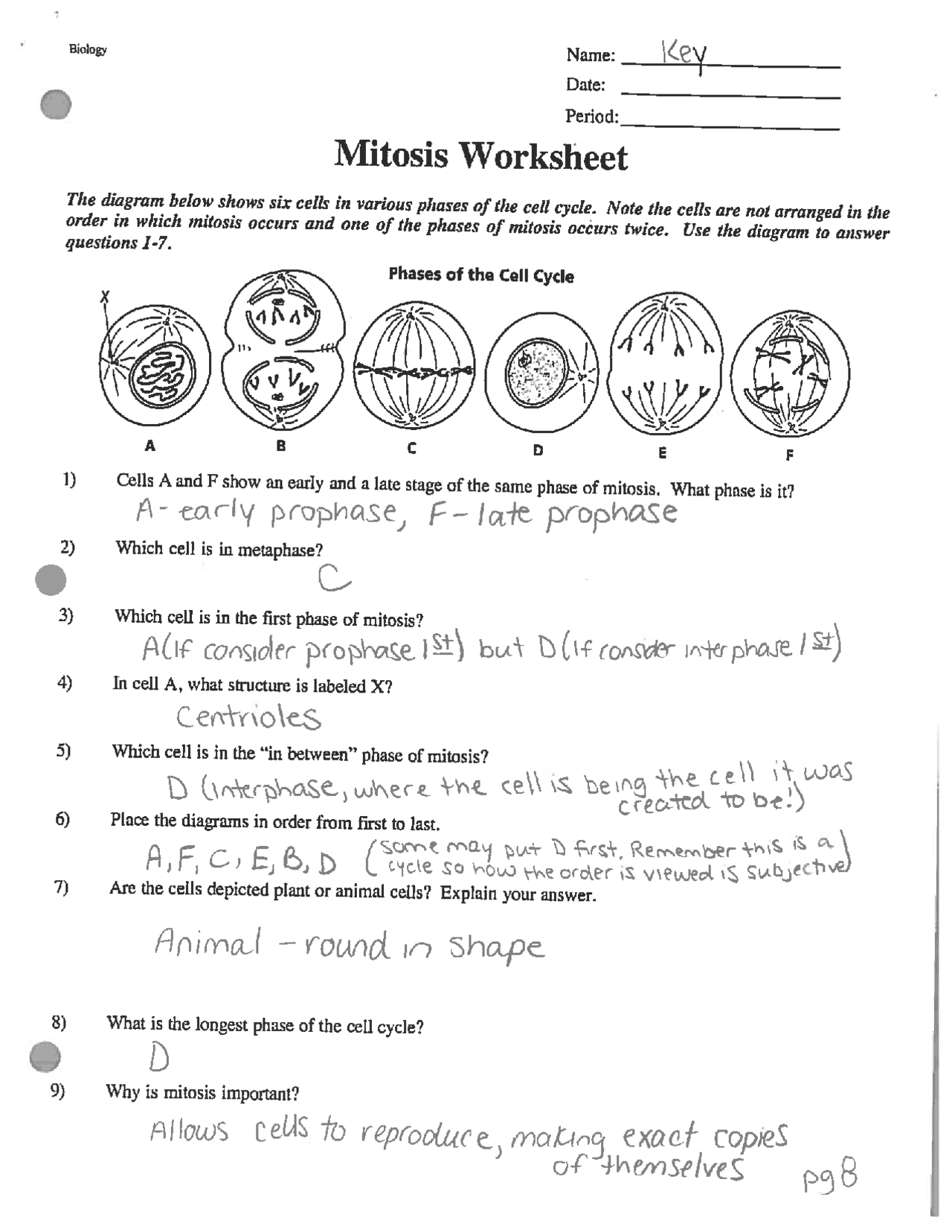 Mitosis Worksheet Answers: Simple Solutions Explained