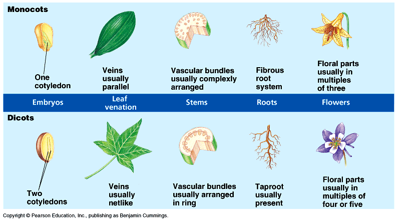 Monocots Vs Dicots