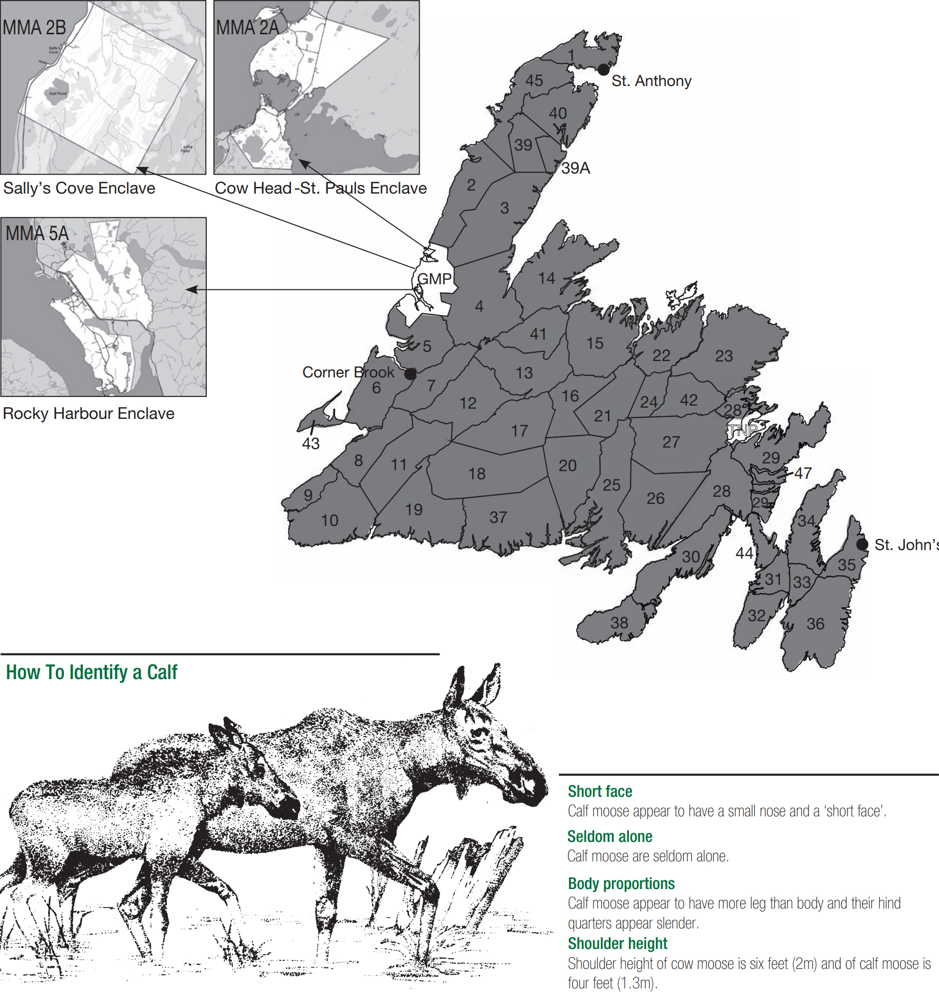 Moose 2021 22 Hunting And Trapping Guide