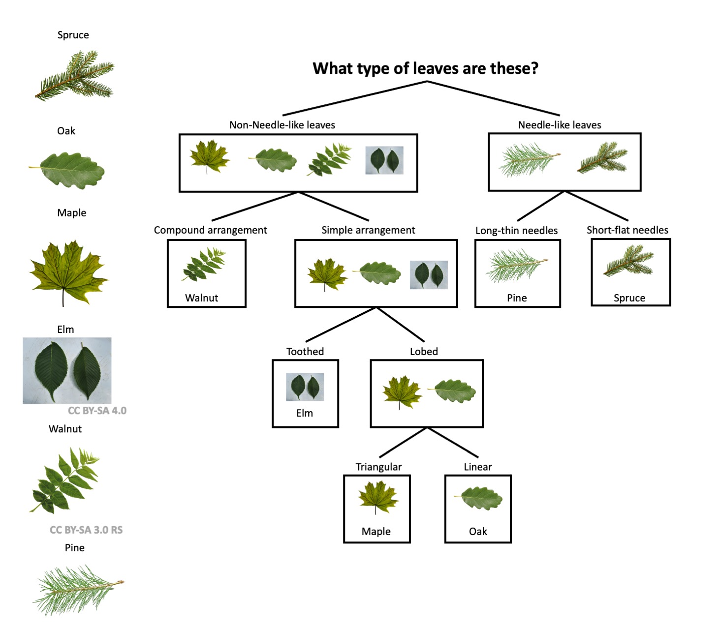 Mrs Remis Science Blog 5Th Grade Dichotomous Keys Biology Plants