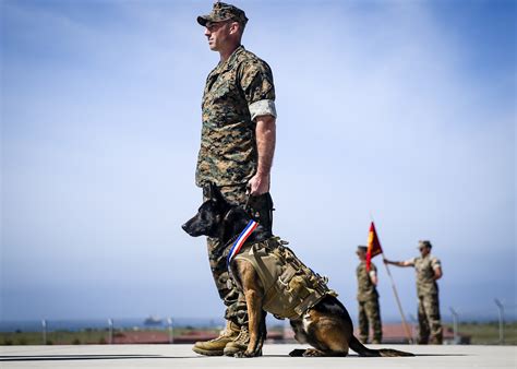 Multi Purpose Canine Retires From The Marsoc United States Marine