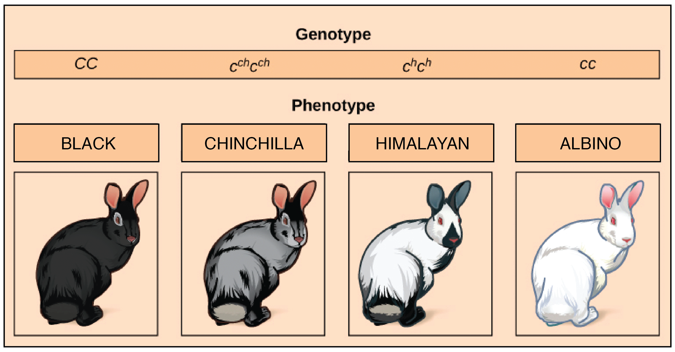 Multiple Alleles Ppt Download