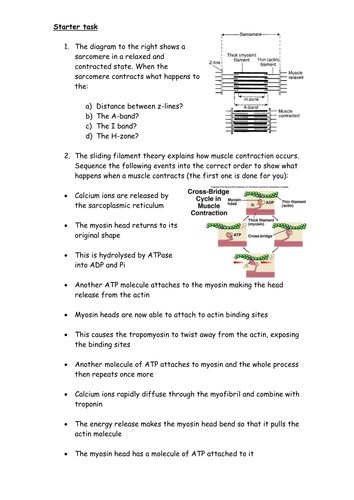 7 Steps to Master Muscle Contraction Worksheet