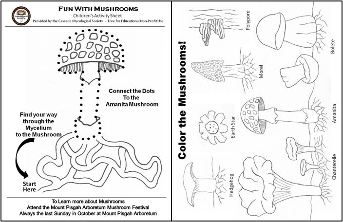 Mushroom Activity Sheets Cascade Mycological Society