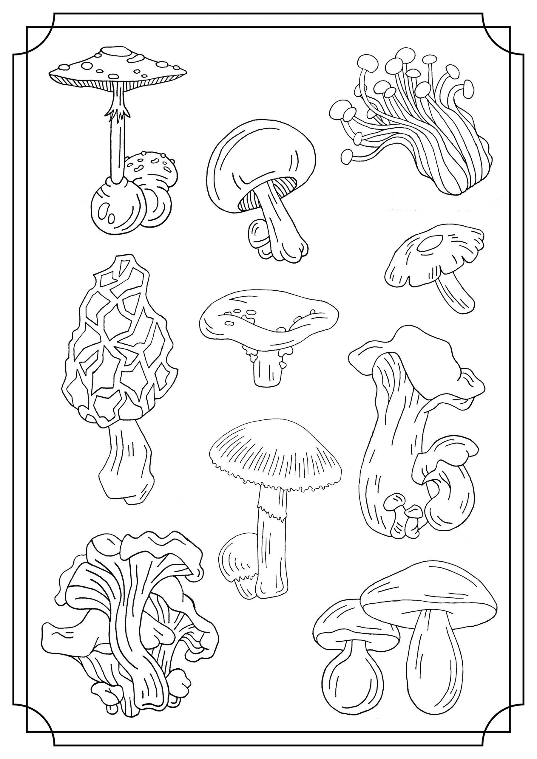 Mushroom Coloring Pages Crafts 10 Fun Fungus Facts To Share With