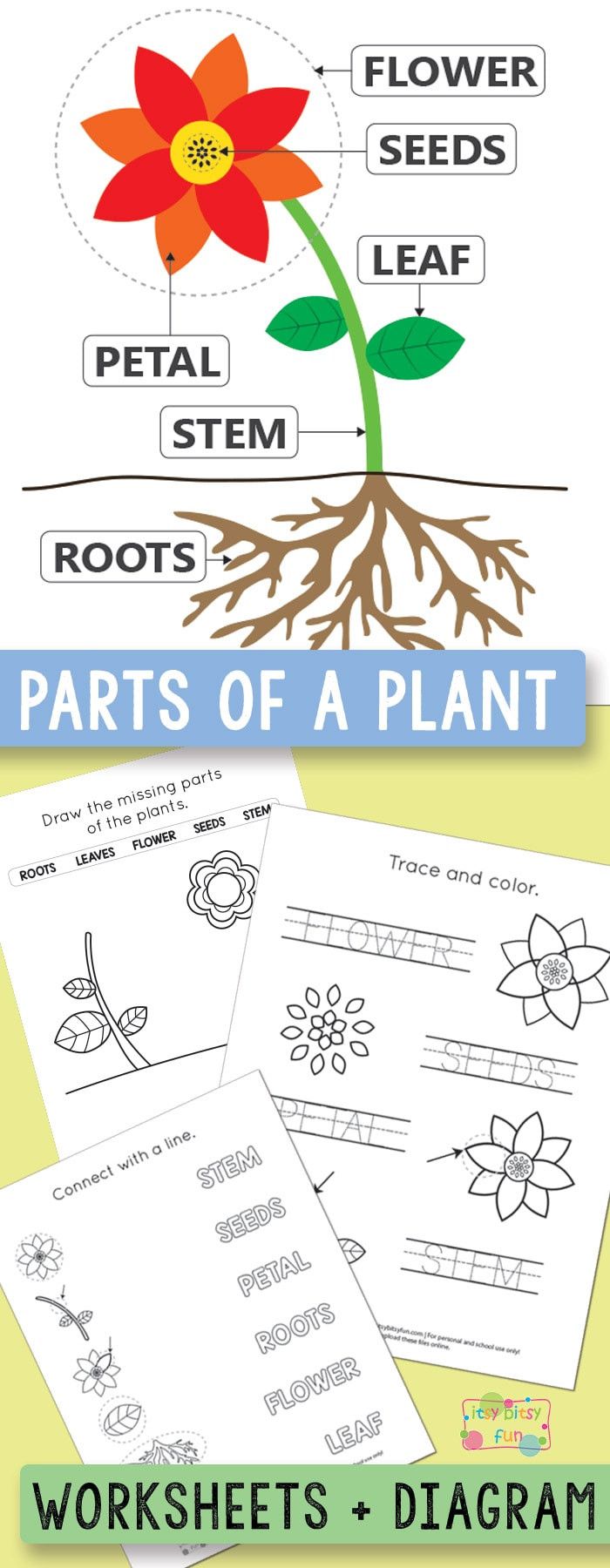 My Plantworksheets Plants Worksheets Kindergarten Worksheets Plants Kindergarten