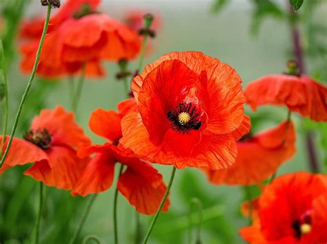 5 Ways Navy Poppies Bloom