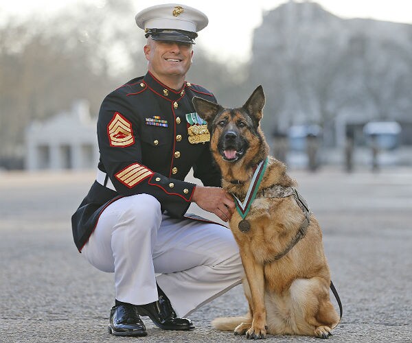 New Bill Aimed At Army S Adoption Practices Of Military Dogs Newsmax Com