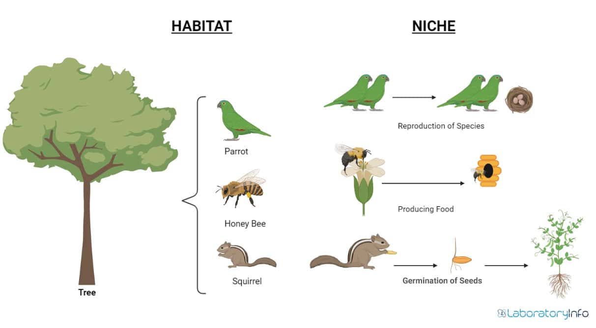 Niche Vs Habitat Definition Examples Differences And Diagrams