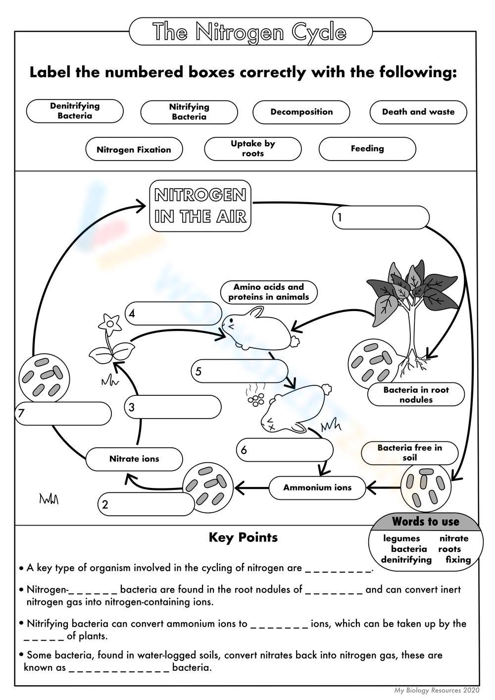 Nitrogen Cycle For Kids Worksheet