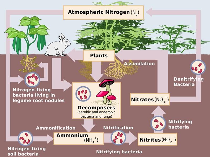 Nitrogen Cycle Steps Of Nitrogen Cycle Online Biology Notes