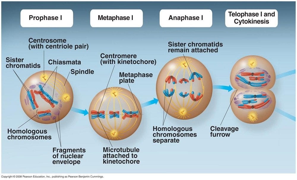 Notes Meiosis And The Production Of Gametes