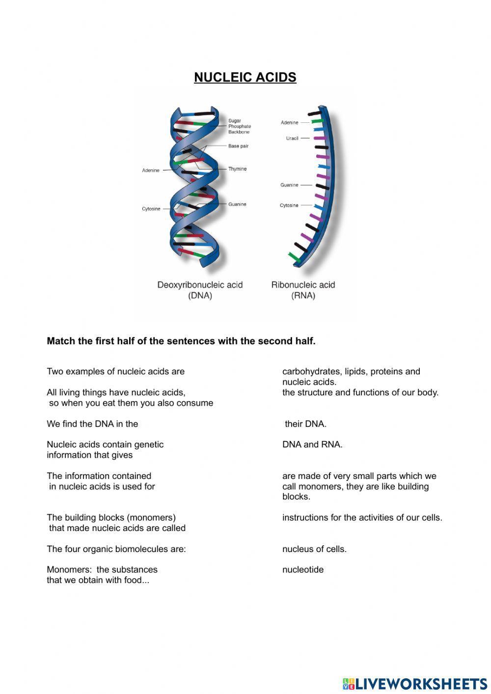 Nucleic Acids Worksheet Answers Presentation Free Download Nucleic