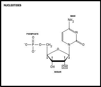 Nucleotides Biology Encyclopedia Body Function System Dna Cycle Hormone Used