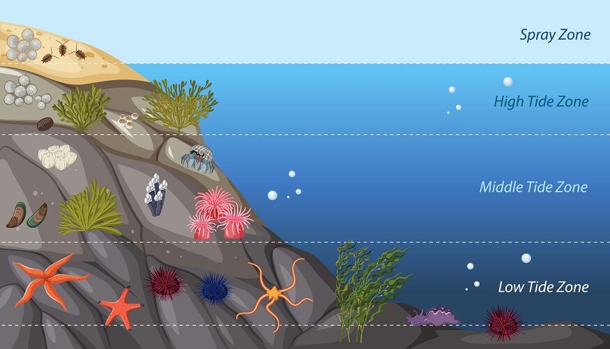 Ocean Zones For Kids Learning About The Amazing Ocean Early