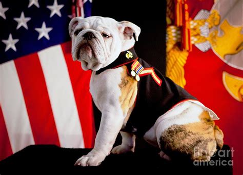 Official Mascot Of The Marine Corps Photograph By Robert Prusso Jr