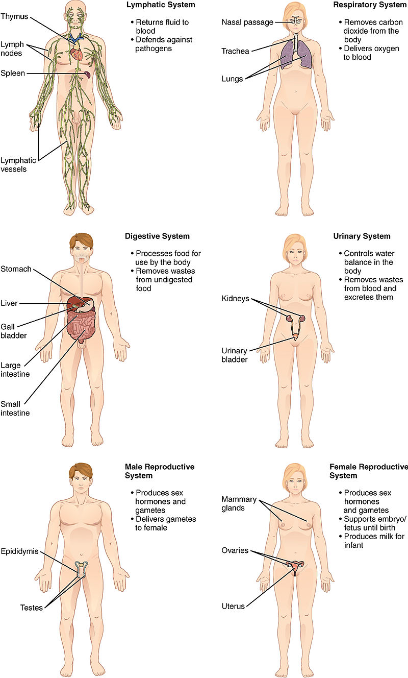 Organ Systems Definition Overview Expii