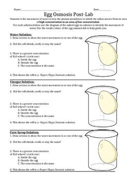 Osmosis Egg Lab Worksheet: Simple Experiments Explained