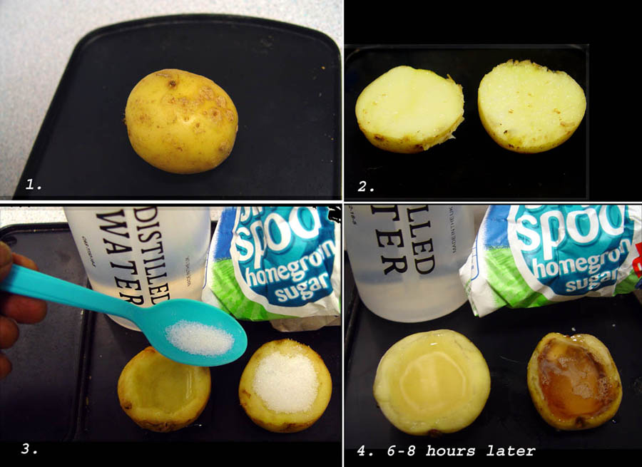 Osmosis In Potato Experiment