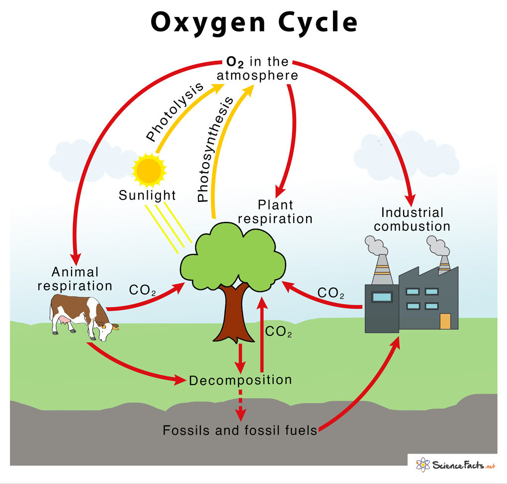 Oxygen Cycle Definition Process Importance And Diagram