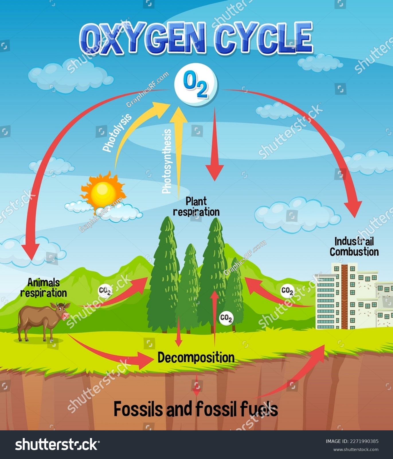 Oxygen Cycle Diagram For Science Education Illustration Stock Vector