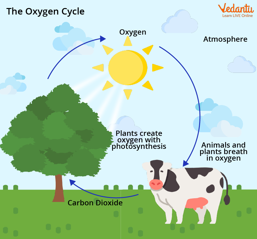 Oxygen Cycle Eage Tutor