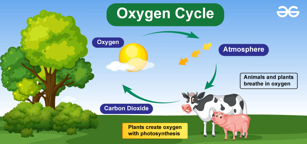 Oxygen Cycle Learn Oxygen Cycle Meaning Process And Importance